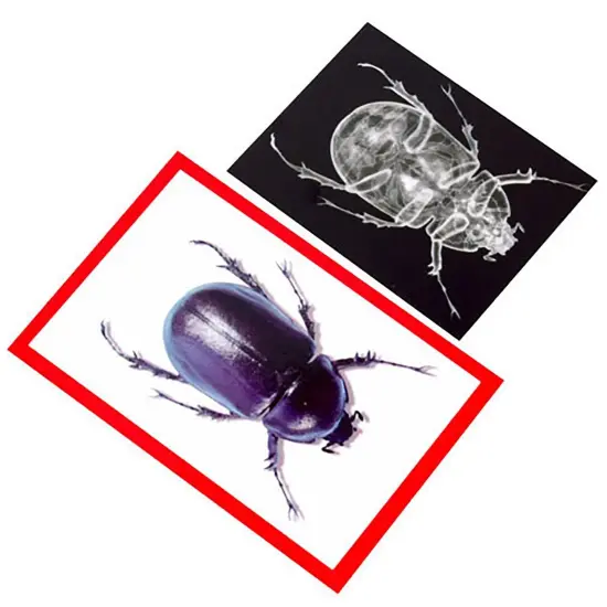 Insect X-rays and Picture Cards, Pack of 36 {2}