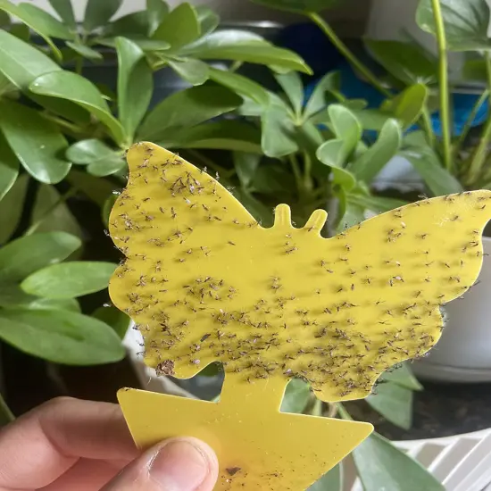 Fruit Fly Trap, Sticky Traps for Mosquito and Flying Insects, Insect Catcher {6}