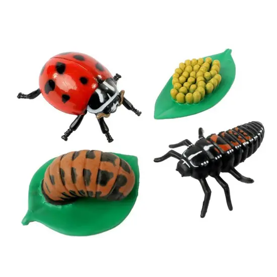 Ladybug Life Cycle Stages, 4 Per Set, 2 Sets {3}
