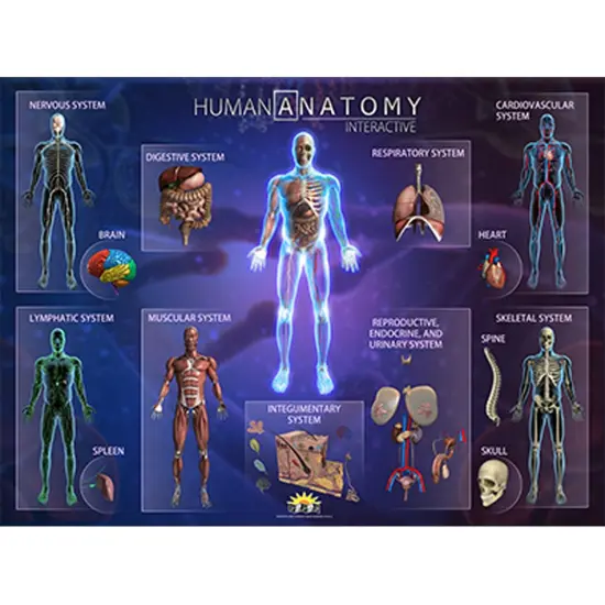 Human Anatomy Smart Mats, Set of 4 {1}