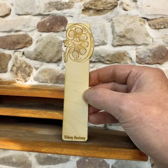 Bookmark - Kidney Anatomy - Birch wood {4}