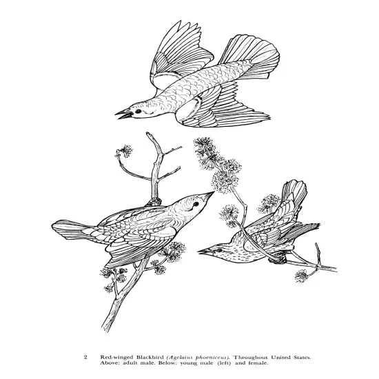 Audubon's Birds Of American Coloring Book-Softcover {3}