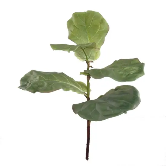 12-Pack: Fiddle Leaf Fig Spray with Silk Leaves, Floral Home by Artificial Flowers {1}