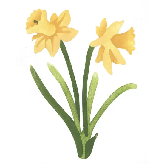 Large Daffodil Wall Stencil | 3040B by Designer Stencils | Floral Stencils | Reusable Art Craft Stencils for Painting on Walls, Canvas, Wood | Reusable Plastic Paint Stencil for Home Makeover | Easy to Use & Clean Art Stencil {1}