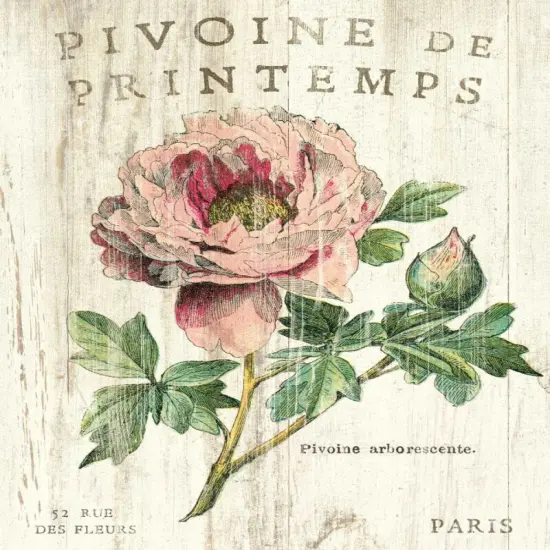 Pivoine de Printemps Poster Print by Sue Schlabach - Item # VARPDX13398 {2}