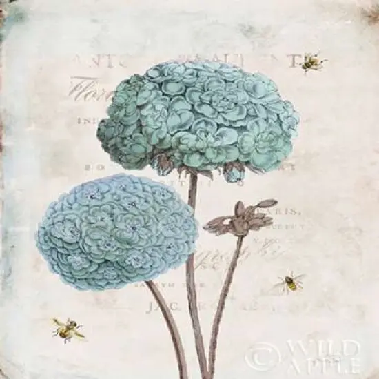 Geranium Study II Poster Print by Katie Pertiet - Item # VARPDX28812 {2}