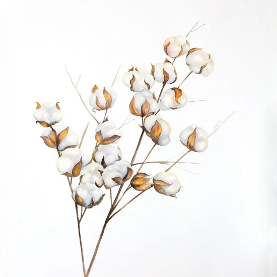 A Branch Of Cotton Flowers Poster Print by Atelier B Art Studio - Item # VARPDXBEGFLO246 {1}