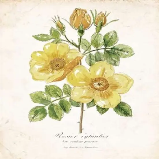 Botanical IV Poster Print by Nan - Item # VARPDX17438 {1}