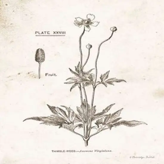 Flower Plate IV Poster Print by Gwendolyn Babbitt - Item # VARPDXBAB452 {1}