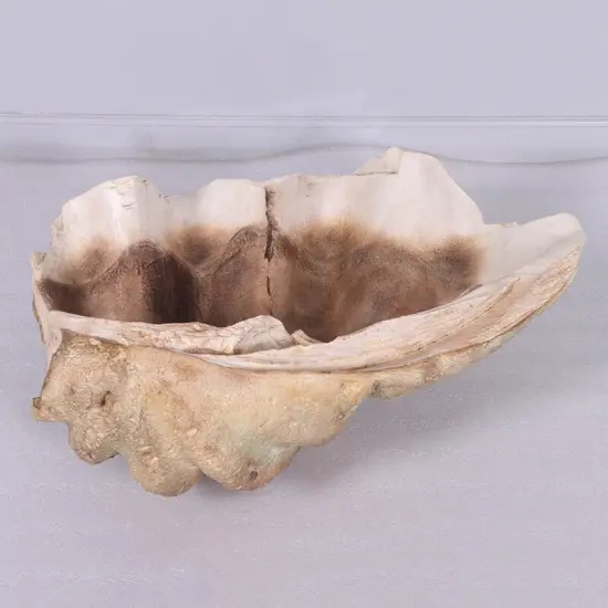 Clam Sea Shell Life Size Statue {6}