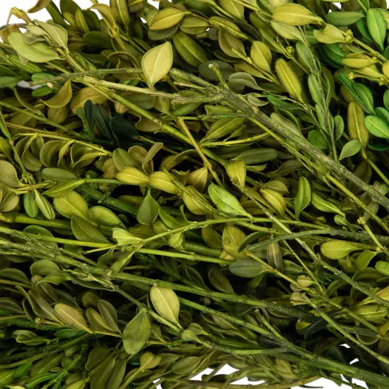 Northlight Green Foliage Artificial Spring Wreath - 15" - Unlit {6}