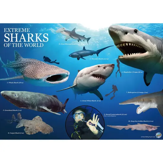 Extreme Sharks of the World - For Ages 6+ - Create and Customize Models and Dioramas - Study the Most Extreme Animals {4}