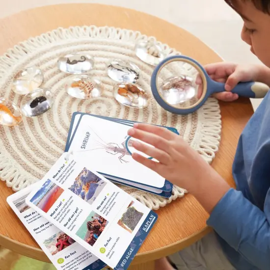 Kaplan Early Learning Company Specimen Stones: Sea Creatures - 9 Pieces {4}
