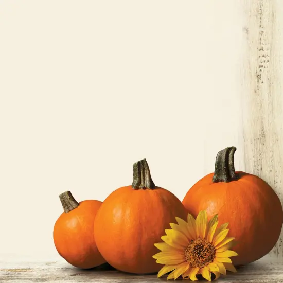 Great Papers! Pumpkin Sunflower Fall Letterhead, Invitations and Announcements, Printer Friendly, 8.5"x11", 80 Pack {2}