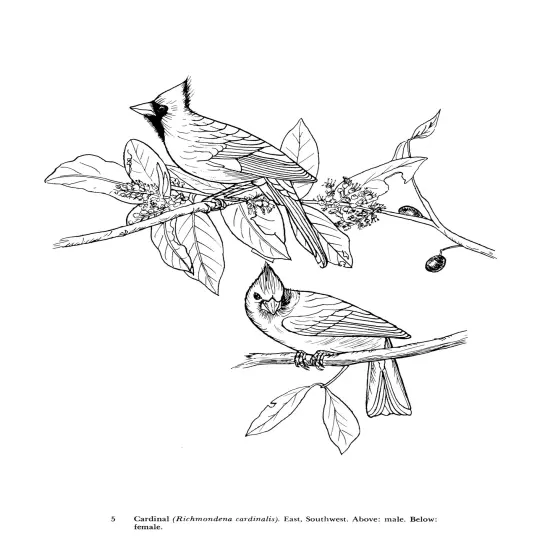 Audubon's Birds Of American Coloring Book-Softcover {4}