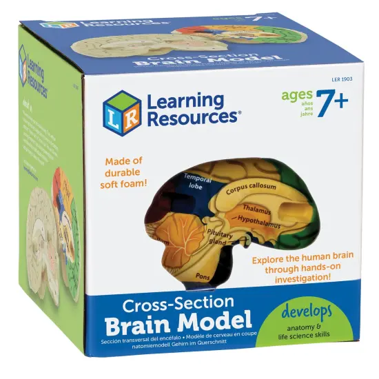 Soft Foam Cross-Section Human Brain Model {1}