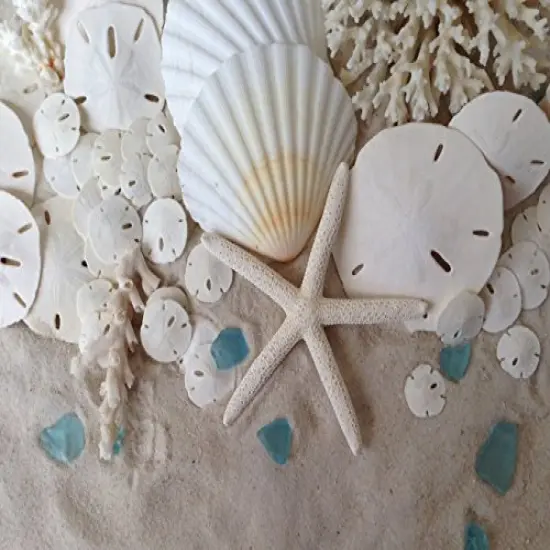 50 Pack Small Natural White Sand Dollars - Wedding - Sea Shell Craft 1 1/4" to 1 1/2" - Hand Picked and Professionally Packed {4}