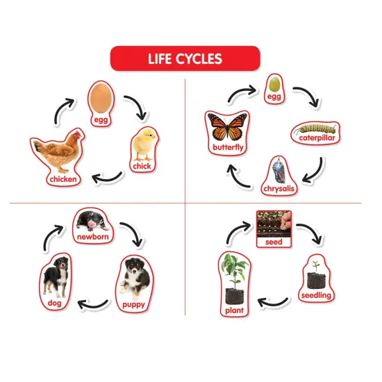 Early Science Concepts Bulletin Board Set {2}