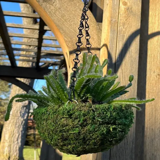 6" MOSS Hanging Basket - Circle Basket {2}
