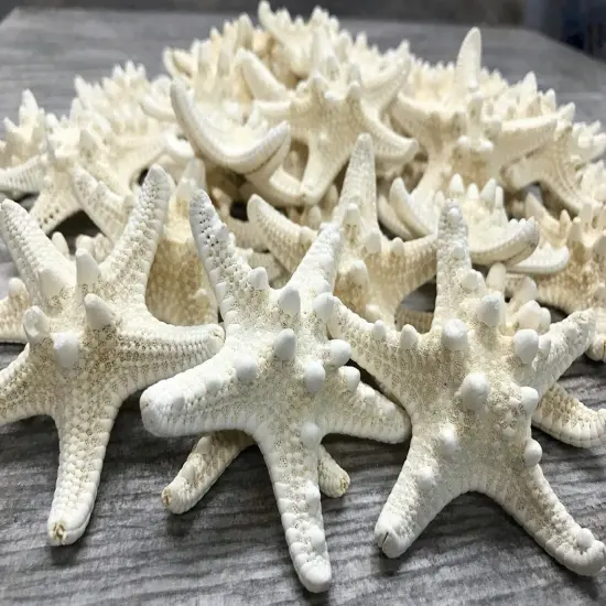 Knobby Starfish 48 Knobby Starfish White 1 1/4" to 2 1/4" Stars {1}