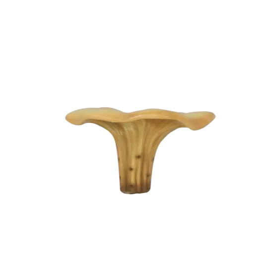 Small Chanterelle Mushroom Over Sized Statue {5}
