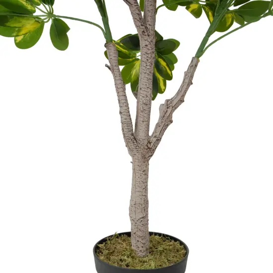 Northlight 51" Green and Black Potted Two Tone Schefflera Artificial Plant {4}