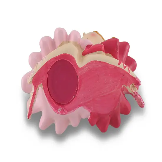 Best Friends Ballerina Coin Bank Statue Multicolor {5}