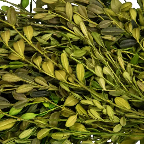 Northlight Green Foliage Artificial Spring Wreath - 15" - Unlit {7}