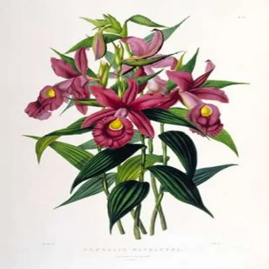 Orchid, Sobralia Macrantha Poster Print byAugusta Withers - Item # VARPDXAW05 {1}