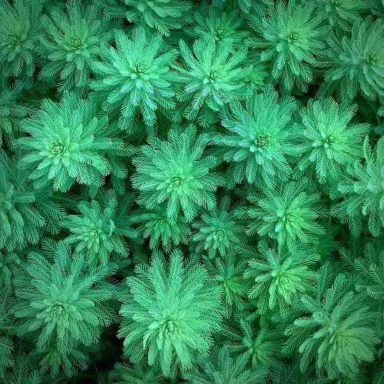 Sea Green Poster Print by Jan Bell - Item # VARPDXB3276D {1}