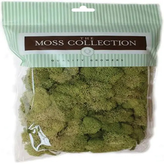 Quality Growers Preserved Reindeer Moss 108.5 Cubic Inches-Spring Green {1}