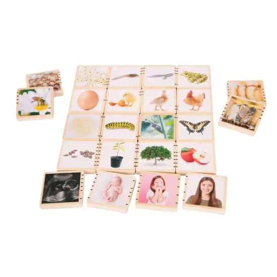 Wooden Lifecycle Tiles {1}