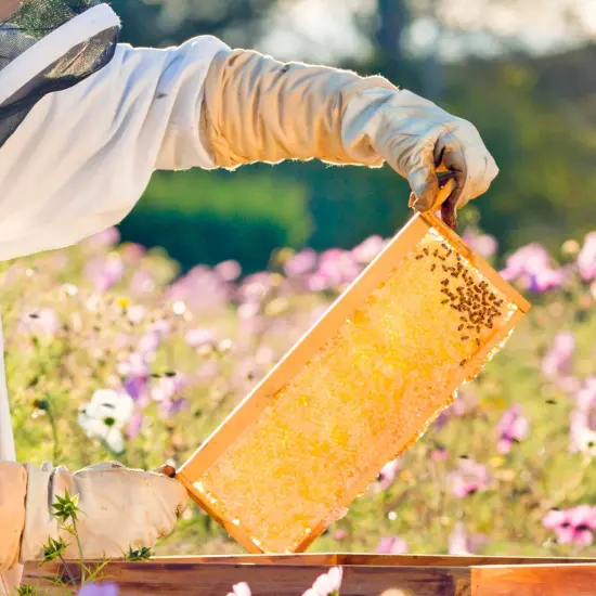 Stoney Acres Beekeeping Beehive Frame, Waxed Plastic Foundation, Medium Assembled, Honey Bee Hive, Amish Made {6}