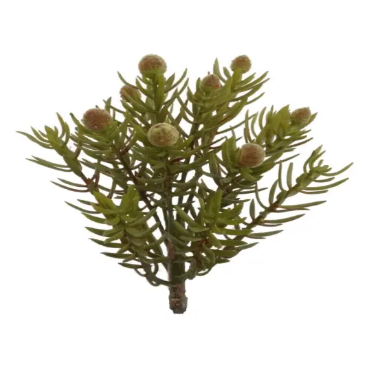 12-Pack: Real Touch Senecio Succulent Plant, 6" Wide, Floral Home by Artificial Flowers {1}