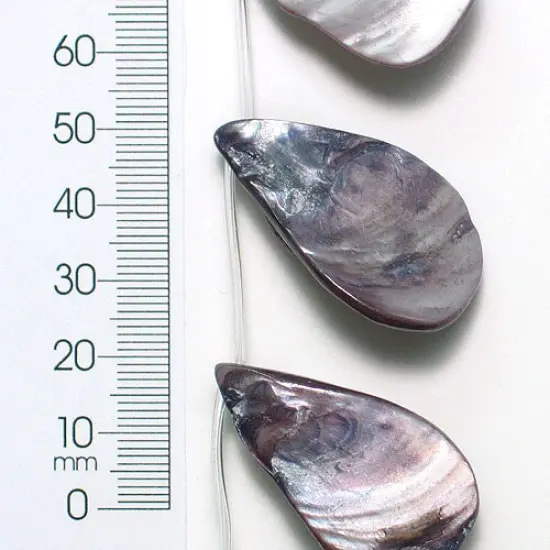 6 Packs of Tinted Shell Fan 2x8" Strand {1}