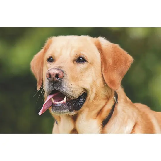 Thera-Jigsaw&trade; Foam Puzzles Set: Dog, Lighthouse, Flower, Windmill (Set of 4) {6}