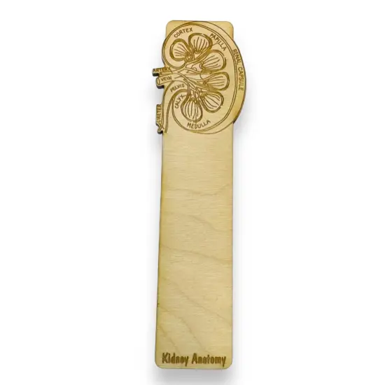 Bookmark - Kidney Anatomy - Birch wood {1}