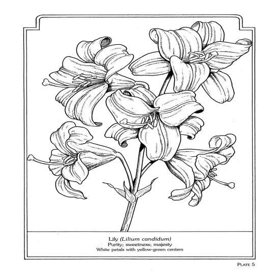 The Language Of Flowers Coloring Book-Softcover {4}