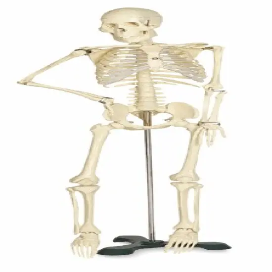 Mr. Thrifty Skeleton - x 33 1/2" {2}