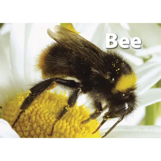 Photographic Memory Matching Game, Insects & Bugs, Pack of 3 {5}