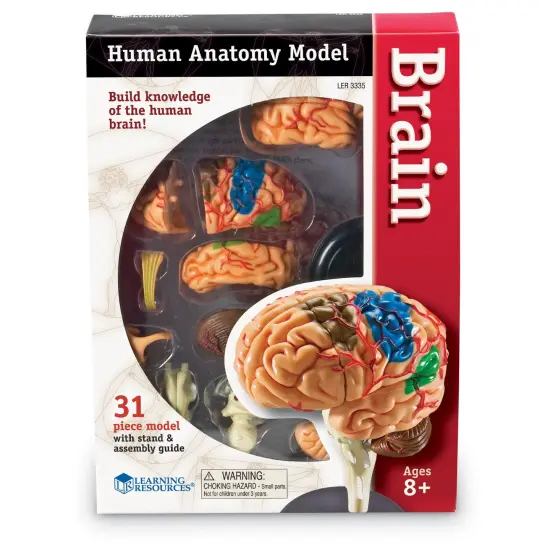Brain Anatomy Model, 31 Pieces {4}