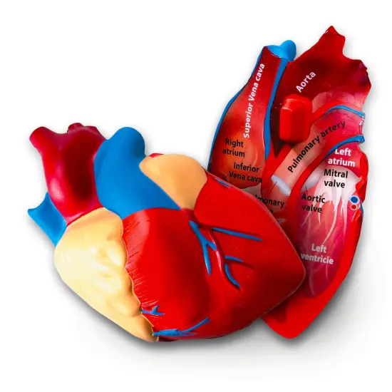 Soft Foam Cross-Section Human Heart Model {2}
