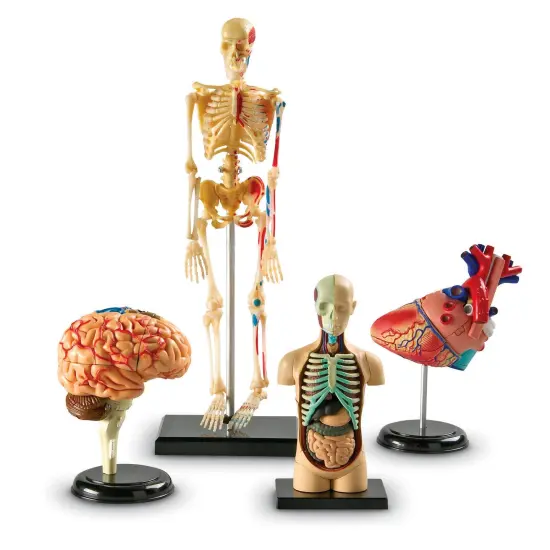 Anatomy Models Set {2}