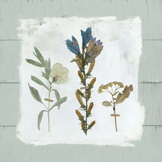Pressed Flowers on Poster Print by Carol Robinson - Item # VARPDX18762 {1}