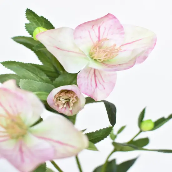25" Faux Helleborus Stem Pink / Green {1}