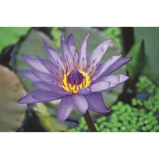 Thera-Jigsaw&trade; Foam Puzzles Set: Dog, Lighthouse, Flower, Windmill (Set of 4) {4}