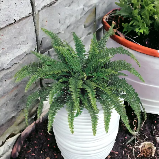 Boston Fern Plant - 48"" Wide, 60 Realistic Silk Fronds, Perfect for Indoor & Outdoor Decor by Floral Home&reg; {4}