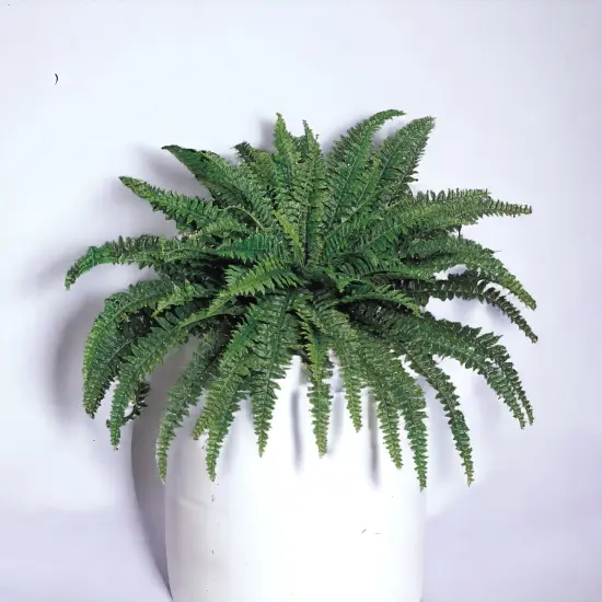 2-Pack: Boston Fern Plant with 88 Silk Fronds, 48" Wide, Floral Home by Artificial Flowers {5}
