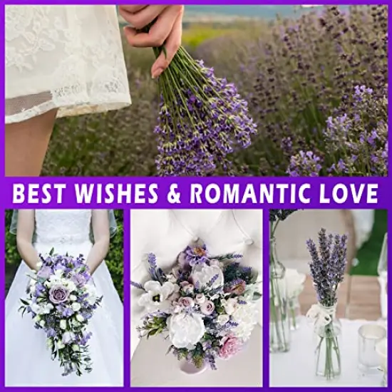 2 Bundles Dried Lavender Bundles, Uieke Natural Dried&nbsp;Lavender&nbsp;Flowers 280-300 Stems 16&ldquo; for Home Weeding Decoration Flower Arrangements Home Fragrance {3}