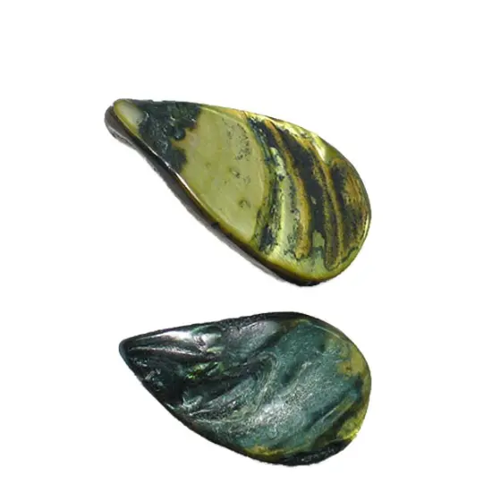 6 Packs of Tinted Shell Fan Olive 2x8" Strand {1}